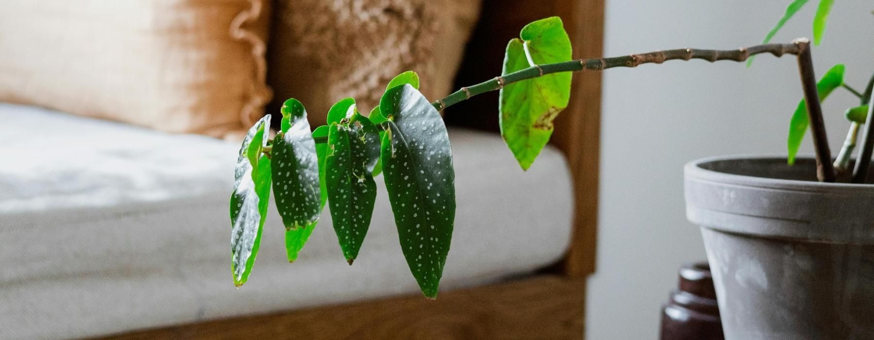 a plant in a pot next to bed